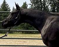 arabian-gelding