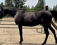 arabian-horse-for-sale
