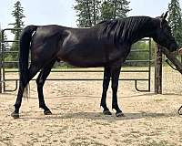 arabian-horse