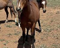 white-athletic-heel-horse