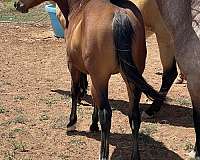 athletic-heel-colt