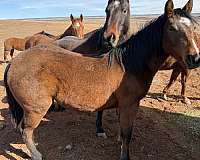 athletic-heel-horse