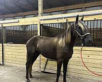 breeding-rocky-mountain-horse
