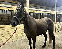 dappled-rocky-mountain-horse