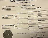 experienced-rocky-mountain-horse