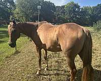 athletic-quarter-horse