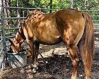 cutting-quarter-horse