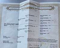 experienced-quarter-horse