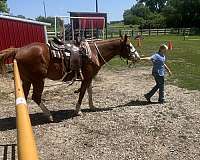 husband-safe-paint-horse
