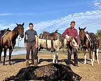 cutting-quarter-horse