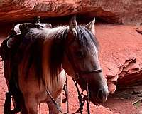 athletic-quarter-horse