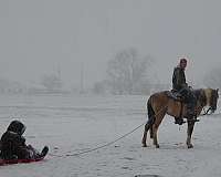 pinto-horse