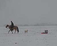 cutting-prospect-quarter-horse