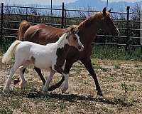 gypsy-half-arabian-horse