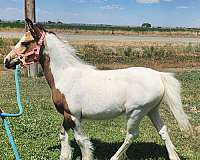 tobiano-athletic-draft-horse