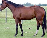 thoroughbred-gelding