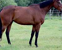 thoroughbred-horse-for-sale
