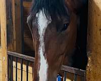 thoroughbred-horse
