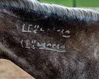 dappled-mustang-horse