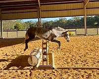 stripe-right-hind-pastern