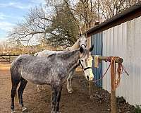 stripe-right-hind-pastern-horse