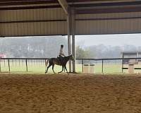 athletic-mustang-horse