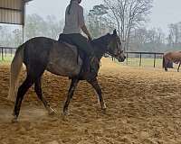 endurance-mustang-horse