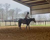 dressage-mustang-horse