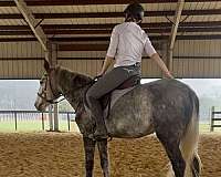 grey-stripe-right-hind-pastern-horse