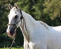 tennessee-walking-gelding
