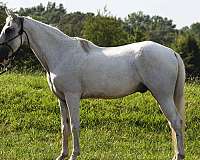 tennessee-walking-horse-for-sale