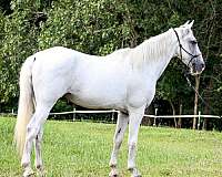 tennessee-walking-horse