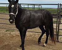 beautiful-black-mustang-horse