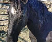 black-experienced-halter-horse