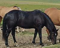 maverick-mustang-horse