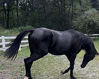 dressage-jumper-stallion