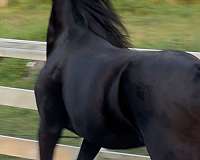 temperment-warmblood-horse