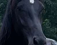 donnerhall-horse
