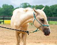blaze-back-right-sock-horse