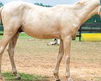 palomino-athletic-horse
