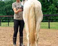 palomino-barrel-horse