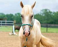 palomino-blaze-back-right-sock-horse
