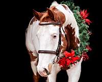 blue-eyed-paint-horse