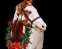 dressage-paint-horse