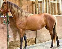 silb-rocky-mountain-filly