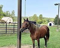 silb-breeding-horse