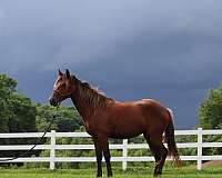 silb-show-horse