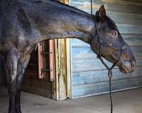 friendly-quarter-horse