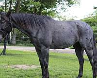 good-minded-quarter-horse
