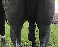 beautiful-quarter-horse